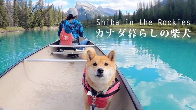 柴犬YouTuberを語ろう！