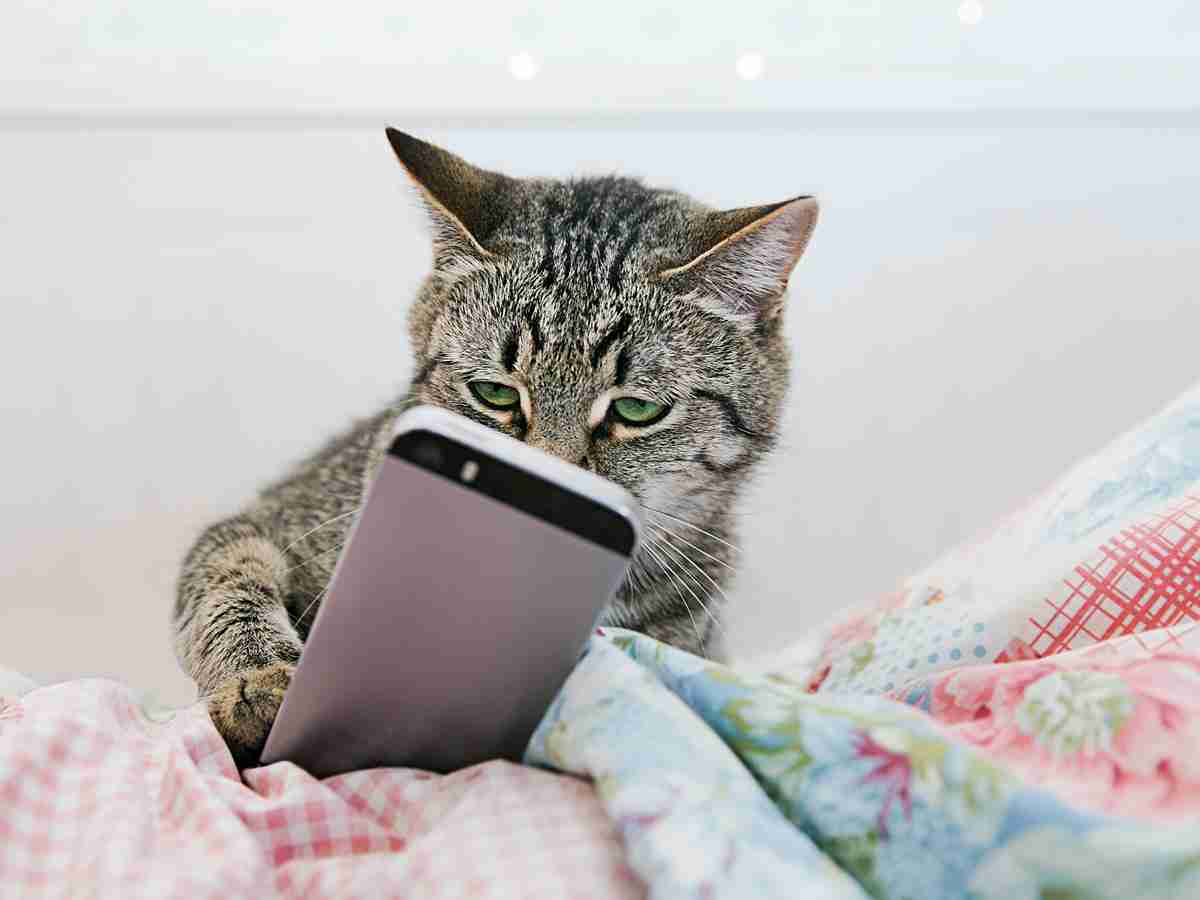 【猫の日】にゃーるずちゃんねるにありがちなこと