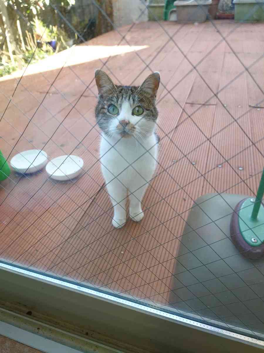 家の庭に来た野良猫が「全然帰らない」→NNNの暗躍を思わせる来訪に「このお家に決めた感」「うちもこのパターン」の声