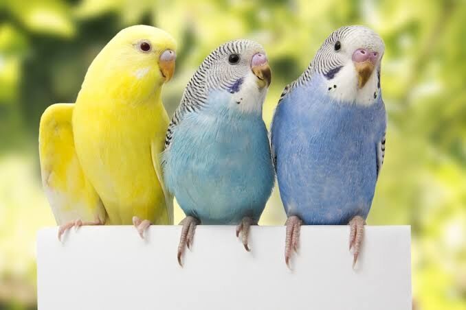 鳥を飼っている人の話を聞いてみたい