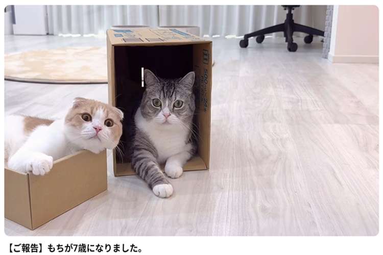 YouTube【もちまる日記】引退へ　猫の健康と過去の炎上が問う「ペットで稼ぐ」境界線