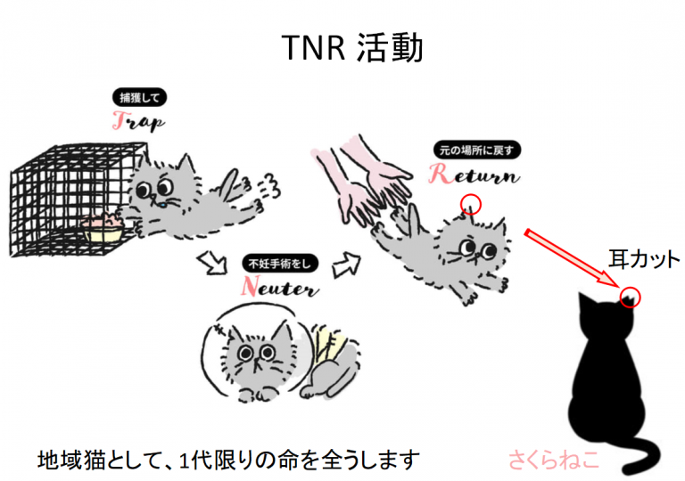猫のTNRについてどう思いますか？