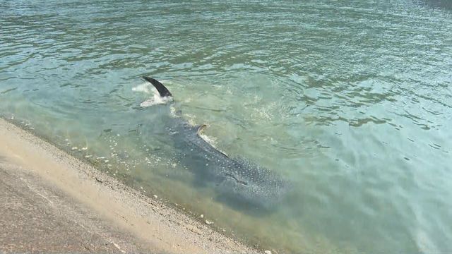 岩松川に現れたジンベエザメ死ぬ 10月まで海遊館で飼育の「海くん」と判明