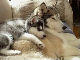 甘えている動物の画像