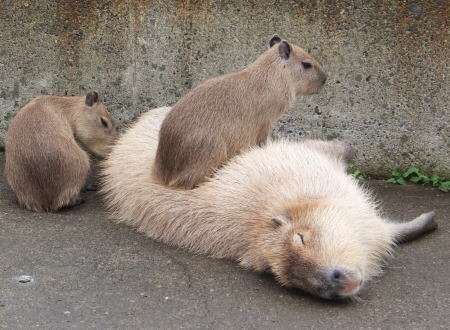 カピバラを語りたい