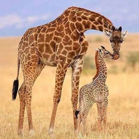 お金持ちだったら飼いたいペット