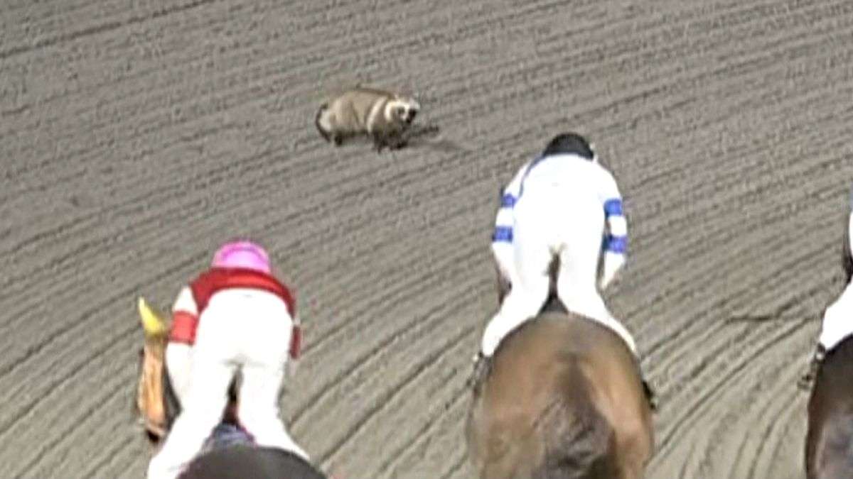乱入しちゃった動物たちの画像を集めよう