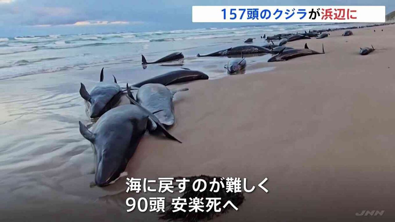 157頭のクジラ打ち上げられる　オーストラリアの浜辺　救助困難で安楽死へ