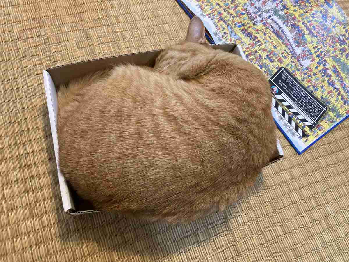 猫には「無茶とわかってても挑まずにいられない戦い」がある→各地で目撃された"箱"との熾烈な戦い