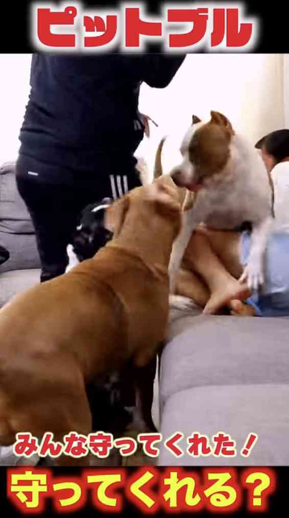 “世界で最も危険な犬種”を飼育するYouTuber、心ない批判コメントに涙