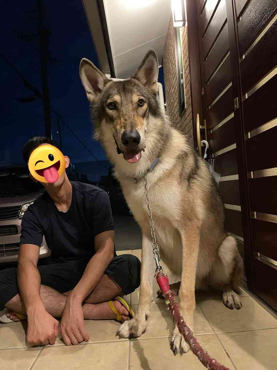 飼い主と並ぶウルフドッグに「でっっかい！」と驚愕　迫力満点な姿が「美しい」「かっこよすぎ！」と590万表示