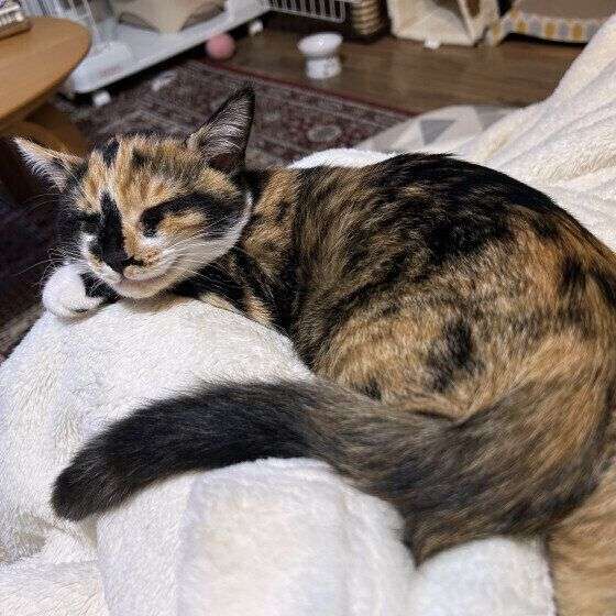 飼い主さんの体の上で寝る猫の心理　「体に乗って寝たい」と思われるためのポイントは？｜獣医師解説