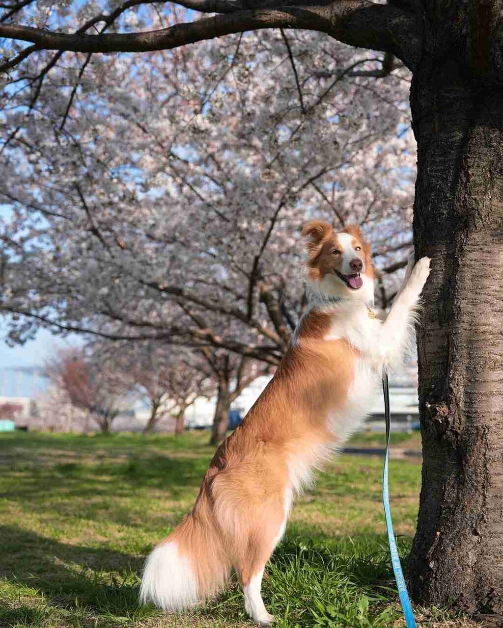 「世界一IQが高い」と言われる犬種・ボーダーコリー、想像上回る賢さに驚き