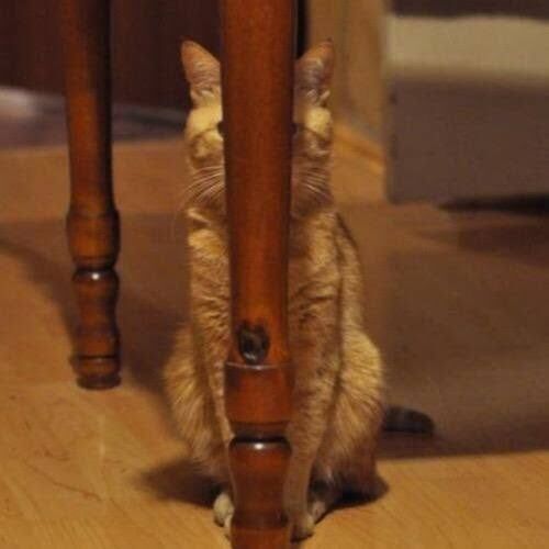 かわいいで癒やしてください