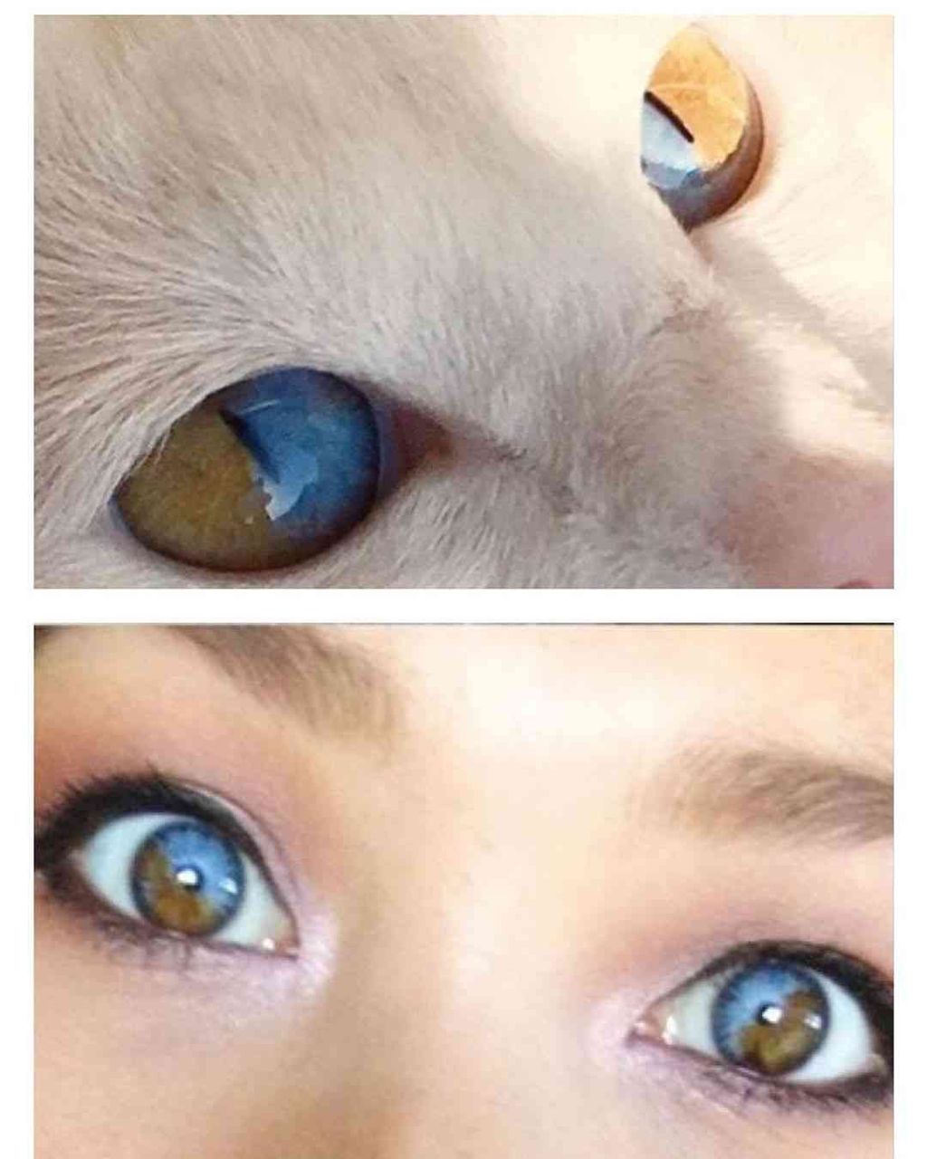 1つの瞳に2つの色 ダブルオッドアイの猫 オリーブの魅力にズームイン アラサー女性のためのコスメ メイク 恋愛情報集めました