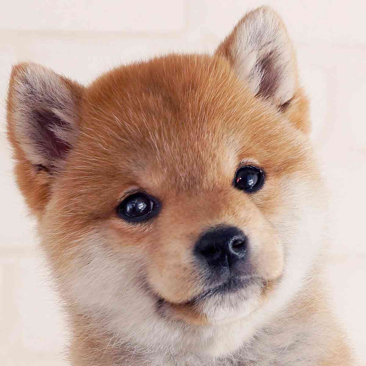 柴犬を飼うときの心得