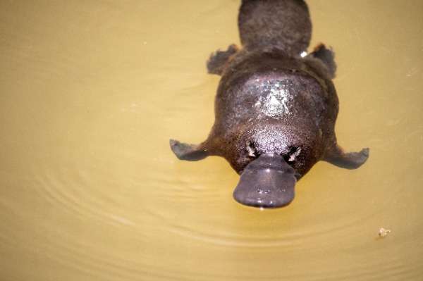 意外に怖かった動物