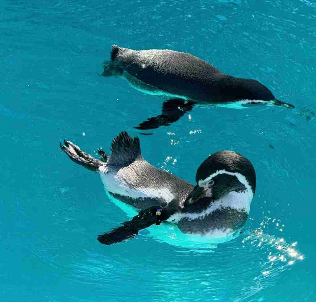 携帯に保存してある動物園＆水族館の画像見せて下さい！