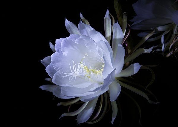 儚げな女性の特徴