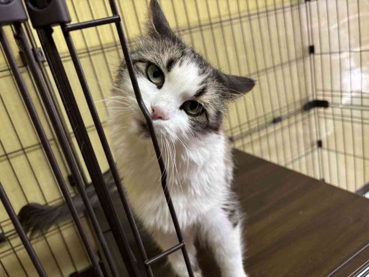 「引っ越しで世話を放棄」酷暑の中、飼い猫を置き去り　食べ物や水も見当たらす…　元飼い主の27歳無職女を逮捕