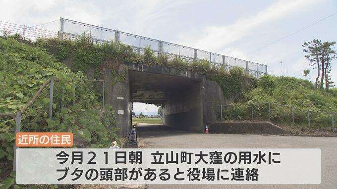 用水路に切断されたブタの頭部が2つ…取水口を塞ぎ田んぼ干上がる　1か月ほど前にもブタ頭部見つかる「誰が何のために…」富山県立山町