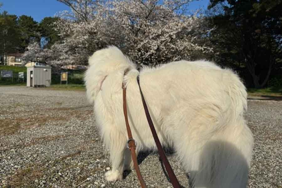 「何かあったらどうするのか」子どもが大型犬に投石、“放置親”に批判殺到　「犬が悪者に…」飼い主も懸念