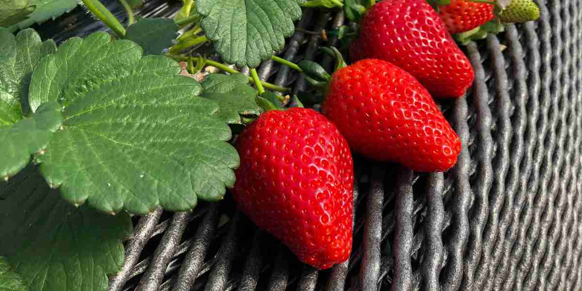 彼氏といちご狩りデートに行ったら持参した練乳をおもむろに取り出してきて萎えてしまった→用意周到すぎると萎えてしまう？