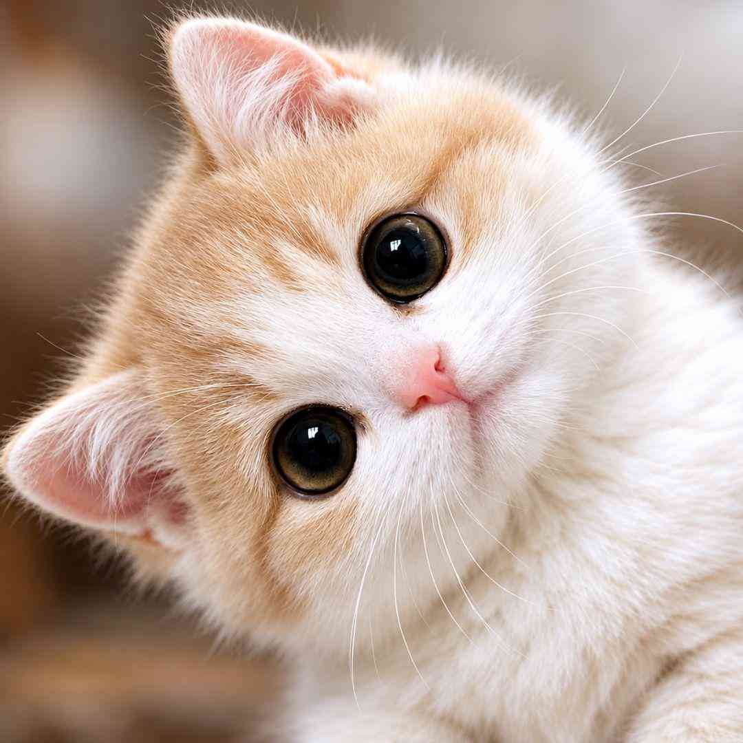 猫が好きな人あるある