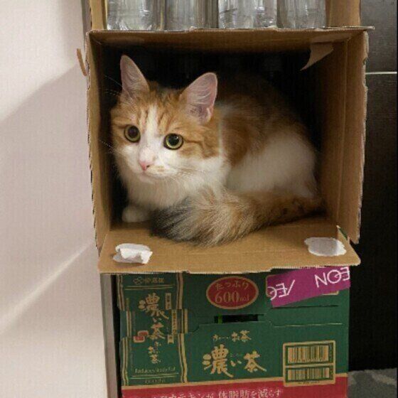 旅行や帰省のとき猫を留守番させる人は約3割　猫にとって本当にいい方法は