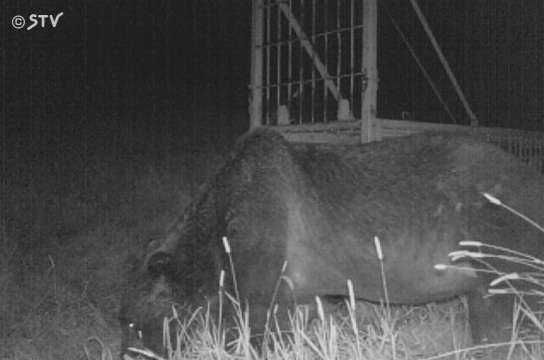 食べられた乳牛の死体が見つかる　OSO18による仕業か　北海道標茶町