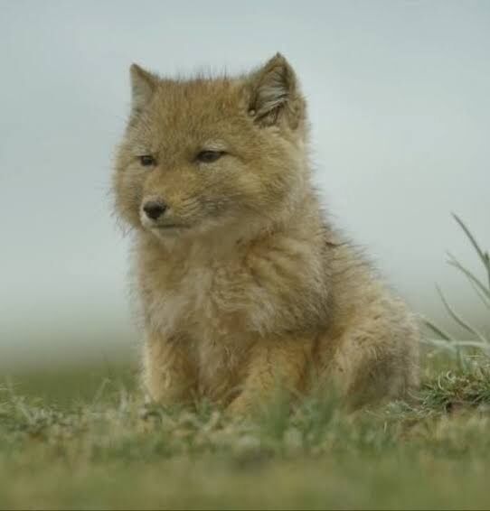動物の可愛い赤ちゃんが見たい
