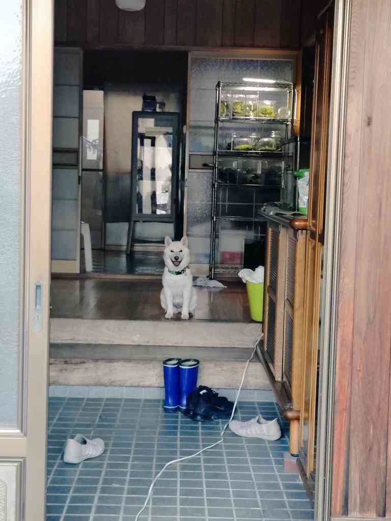 「お前が行くんだよっ！！」散歩に連れだそうとする飼い主を笑顔で見送る柴犬に爆笑…飼い主に“拒否柴”だったのか聞いた