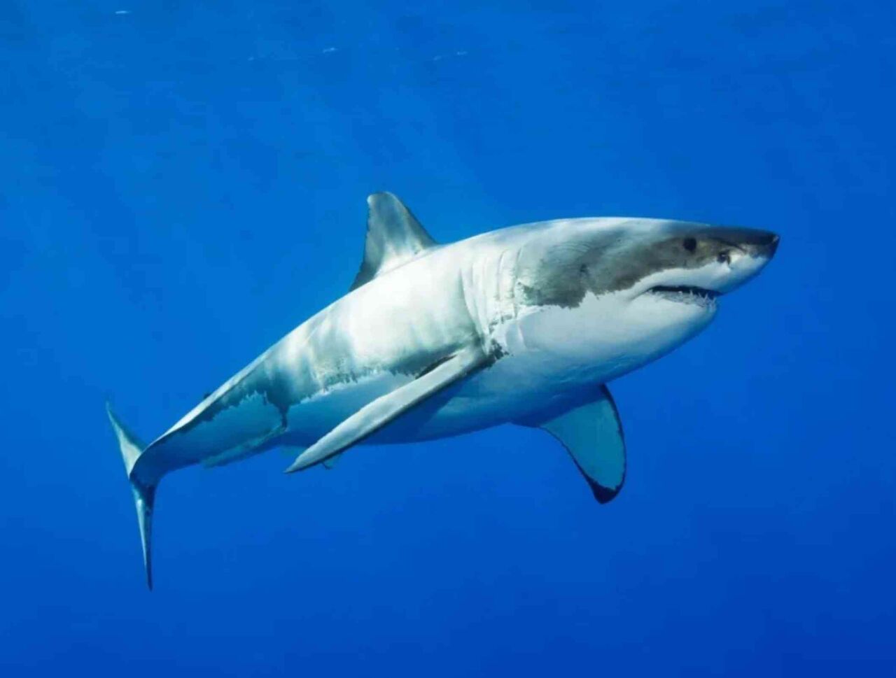 絶対出会いたくない！危険生物の画像を貼るトピ