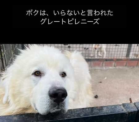 愛犬と外出中「飼いきれなくなったのがいて、それと同じ犬なんだ。タダで持ってきなよ」と言われ……　飼育放棄された超大型犬の保護に「涙止まりません」
