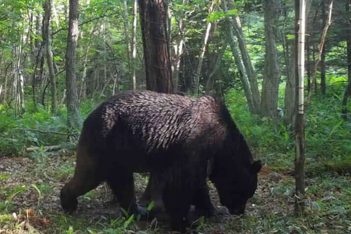 「運転席からライフルのスコープをのぞき…」OSO18を射殺したハンターが語る“闘い”　猟友会支部長は「内地の人は“共存共栄”と言うけれど」