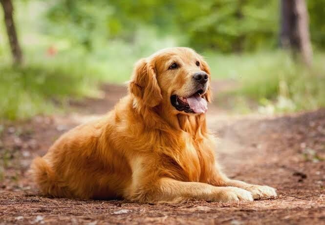 【ネタ】もし自分が犬だったら()、彼氏にするとしたらどんな犬種を選ぶ？