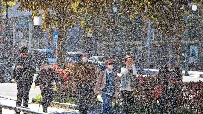 札幌でも雪虫が大量発生　この先も大量発生か　外出の際は万全な対策を