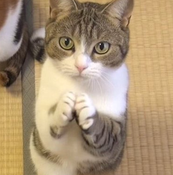 ちょうだいと言ってくる人