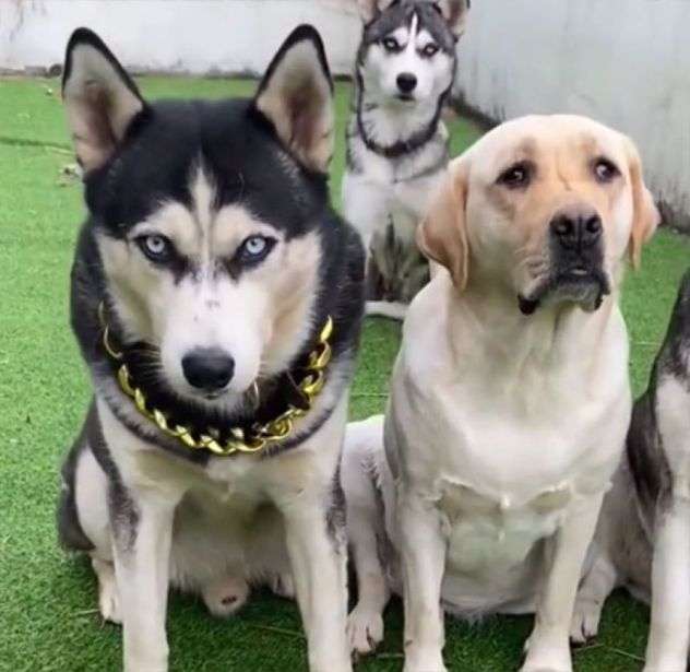 ハスキーがお父さん、ラブラドールがお母さん、その子犬たちの姿は？