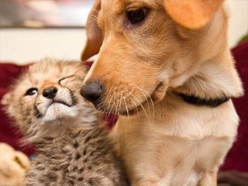 仲良し異種動物の画像を貼るトピ 女性のための恋愛 結婚情報を発信するためのブログ 仲良し異種動物の画像を貼るトピ 女性のための恋愛 結婚情報を発信するためのブログ