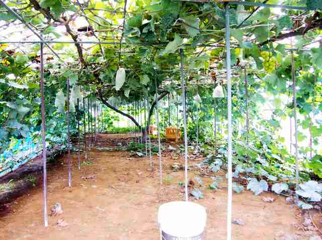 ブドウ農家「一晩で9割やられた」 収穫期の夜、狙われやすい広い畑