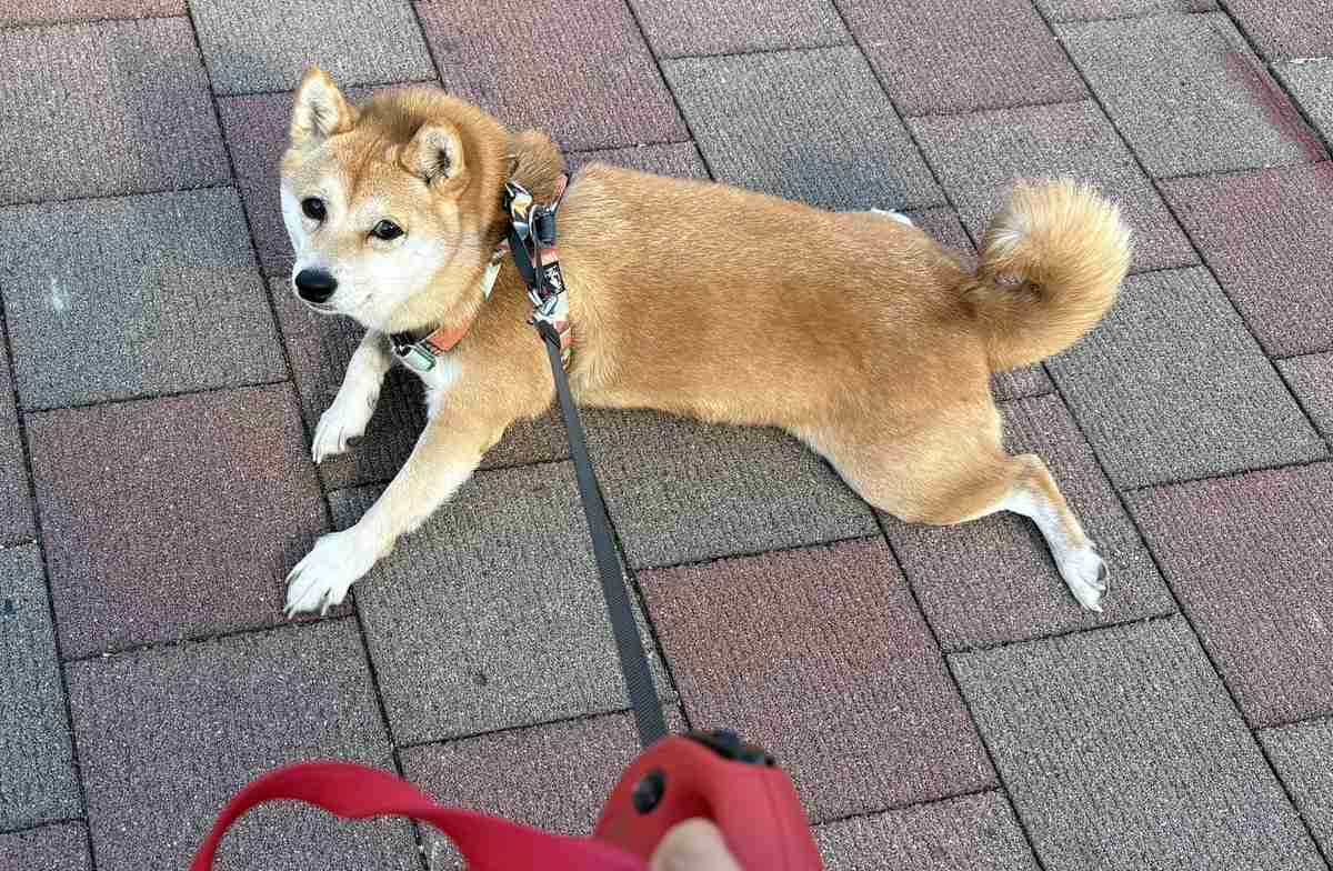 アメリカの皆さんへ、これは「拒否柴」と呼ばれる日本ならではの光景です→アメリカの拒否犬たちが次々集まる「日本の方々へ、これは『拒否ゴールデンレトリバー』です」