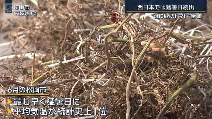 トマト600kg“全滅”…西日本では猛暑日続出『記録的短時間大雨情報』も相次ぐ