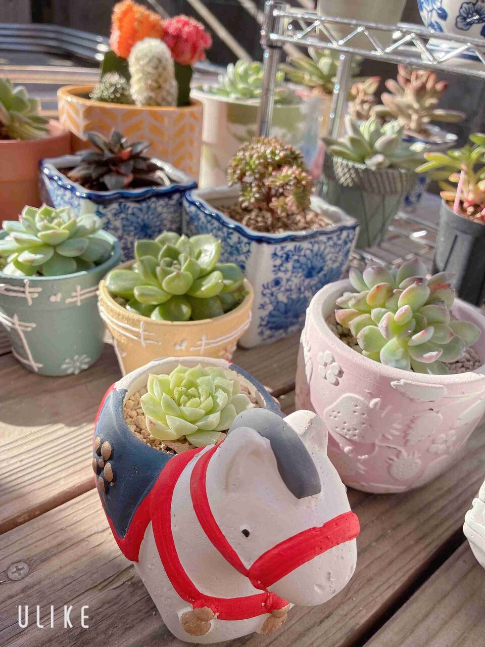 趣味に関する写真載せてって！