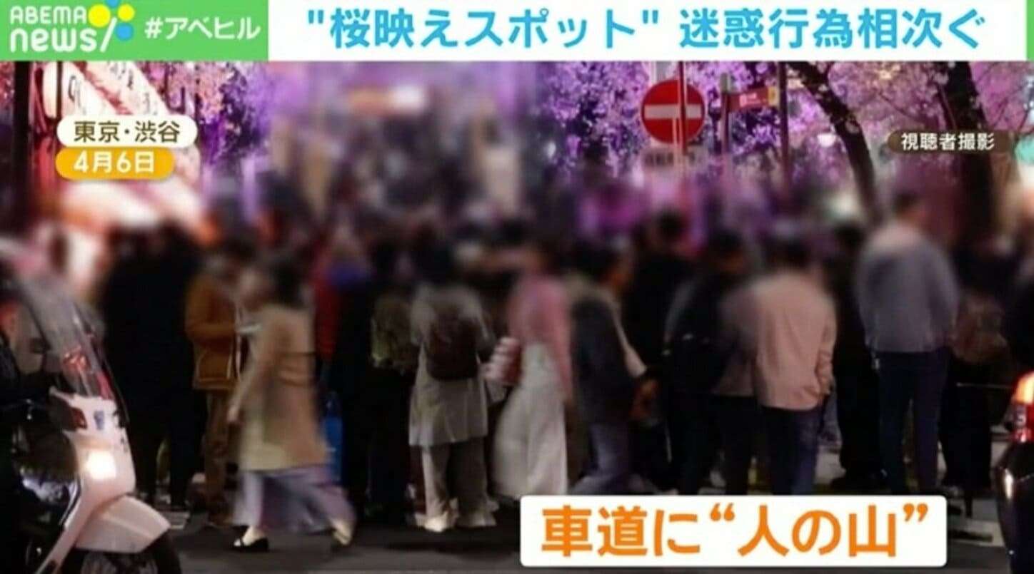 道の真ん中で堂々と桜を撮影…外国人観光客「彼女の素敵な写真のため。危険感じない」 車迫り“あわや”な瞬間も 迷惑行為相次ぐ