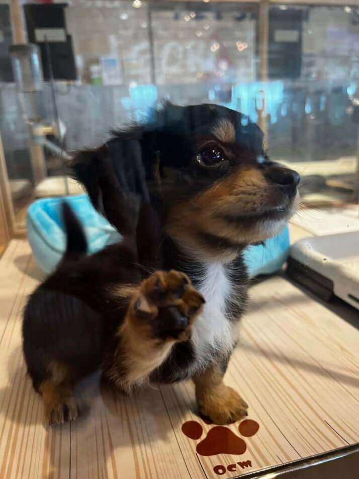 ペットショップ「クーアンドリク」で買った子犬が「恐怖のウイルス」に感染して4日後に死んだ　飼い主の悲しみを踏みにじった店側の「非情な対応」