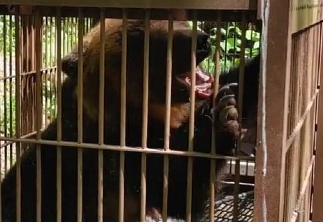 これが本物のヒグマだ！ 咆哮とともに飛び掛かる凶暴グマ 宿泊施設からわずか100mの地点に設置の箱ワナで捕獲 岩見沢市