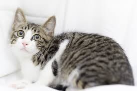 キジ白猫が好きな人