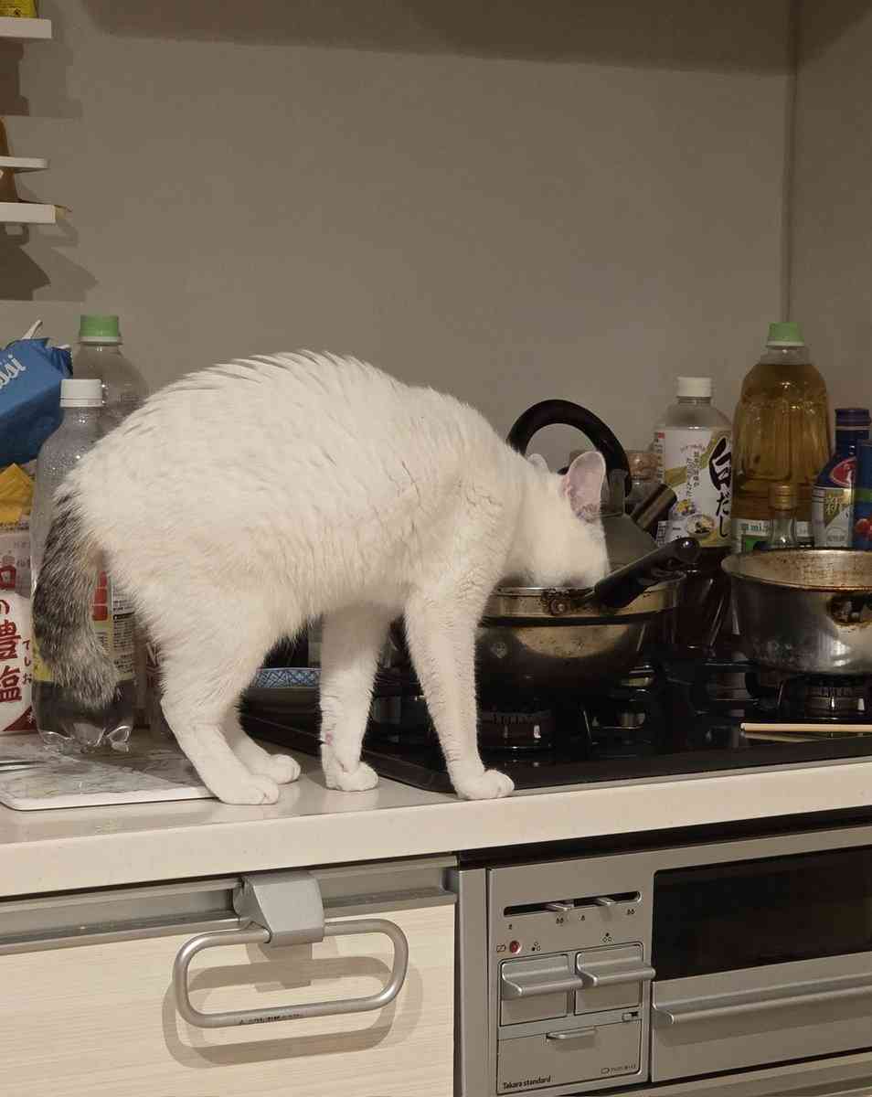 「ささみを茹でた後に冷ましてたら猫に茹で汁を盗まれた」水分補給のためのアイデアとして定評があり、感謝してる飼い主さんが多数いた