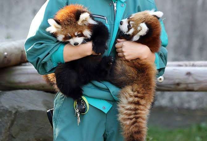 動物園か水族館で飼育員として働くとしたら、どの動物の飼育員になりたいですか？